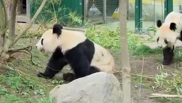 Panda Berbulan Madu Terekam kamera