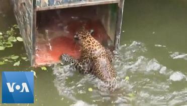Leopard Rescued from Well in Western India