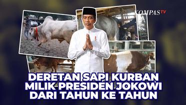 Deretan Sapi Kurban Presiden Jokowi dari Tahun ke Tahun di Momen Iduladha - INFOGRAFIS