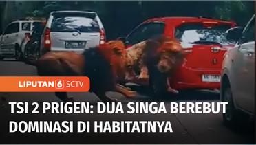 Kerusakan Mobil yang Ditabrak Singa Ditanggung Asuransi Tiket Masuk TSI 2 Prigen | Liputan 6
