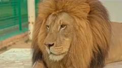 Zoro the Lion 