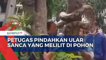 Ngeri, Petugas Evakuasi Ular Sanca Sepanjang 5 Meter yang Melilit di Pohon di Jakarta Utara
