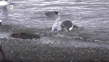 DW Going Wild 24 - Bahaya Bagi Bayi-bayi Penguin_Sarang Yang Mengandung Sampah Plastik