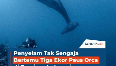 Penyelam Tak Sengaja Bertemu Tiga Ekor Paus Orca di Perairan Indonesia, Ini Penampakannya