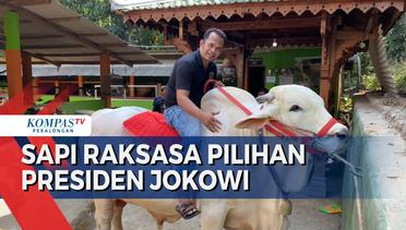 Satrio Bimo, Sapi Pilihan Jokowi untuk Idul Adha