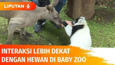 Wisatawan Taman Safari Meningkat 30%, Serunya Interaksi Lebih Dekat di Baby Zoo | Liputan 6
