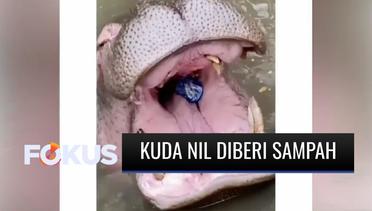 Viral Pengunjung Beri Makan Sampah Plastik ke Mulut Kuda Nil, Pihak Taman Safari Tempuh Jalur Hukum | Fokus
