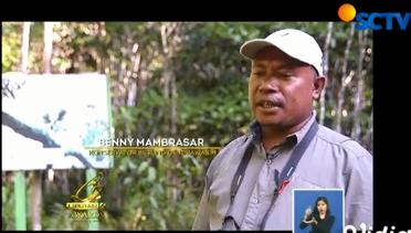 Liputan 6 Awards: Penjaga Burung Papua - Liputan 6 Siang 