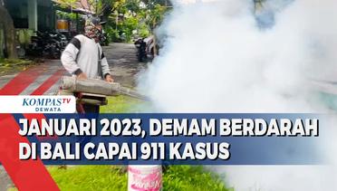 Januari 2023, Demam Berdarah Di Bali Capai 911 Kasus