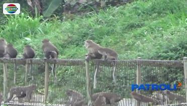 Monyet Ekor Panjang Turun Gunung Karena Kelaparan – Patroli Siang