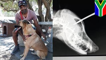 Anjing pemberani terluka karena lindungi majikan - TomoNews