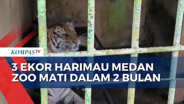 Bobby Nasution Buka Suara soal Medan Zoo yang Diduga Alami Krisis Keuangan
