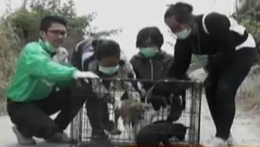 VIDEO: Pecinta Binatang Evakuasi Hewan di Zona Merah Sinabung