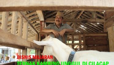 Bisnis Miliaran dari Ternak Kambing Jenis Unggul di Cilacap