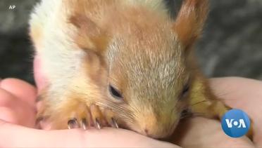 Orphan Squirrels Find Love in Surprising Paws