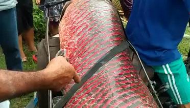 Geger, Ikan Besar ditemukan di Sungai Siak Pekanbaru