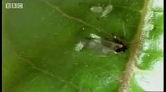 Aphid cloning