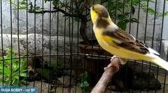 Tips Merawat Burung Kenari Harian Biar Slalu Sehat & Gacoorrrr