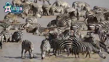 Siklus hidup Zebra - Zebra Cycle of life