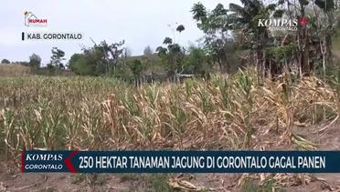 250 Hektar Tanaman Jagung di Kabupaten Gorontalo Gagal Panen