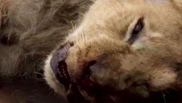 Razia Parkir di Jakarta hingga Kebun Binatang Denmark Bedah Singa
