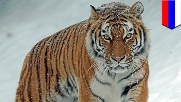 Harimau Siberia terluka minta bantuan pada manusia - TomoNews
