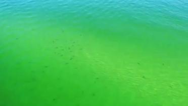 Ratusan Hiu 'Serbu' Perairan Florida