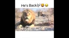 LOL.. Funny Lion singing video..  [360p]