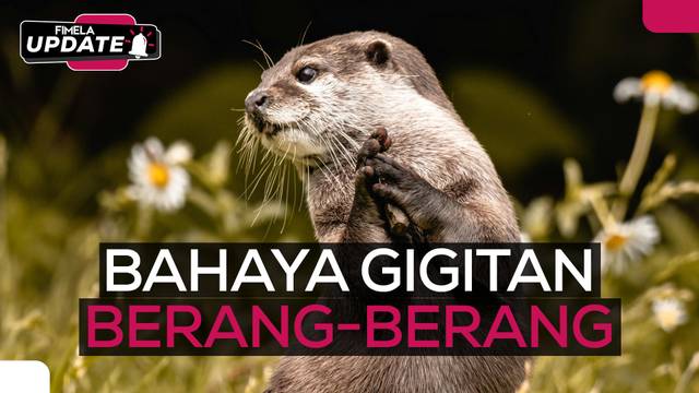 Gigitan Berang-Berang Bawa Hotman Paris ke Rumah Sakit, Seberapa Bahaya?