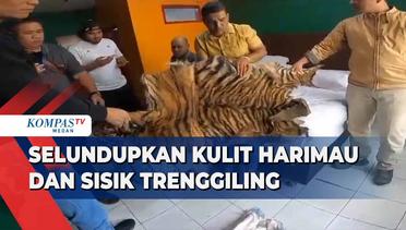 Polda Sumatera Utara Gagalkan Perdagangan Kulit Harimau dan Sisik Trenggiling