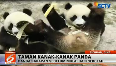 Tak Hanya Manusia, Panda Juga Ada Sekolahnya Lho! - Liputan6 Siang