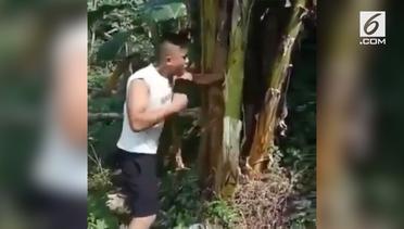 Aksi Pria Latihan Tinju di Pohon Pisang 