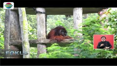 Berpetualang dengan Orangutan di Konservasi - Fokus Sore