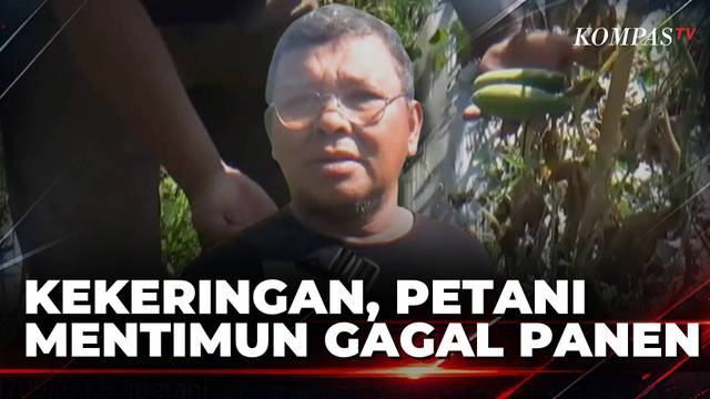 Krisis Air di Jember, 5 Hektare Tanaman Hortikultura Gagal Panen | KOMPAS SIANG