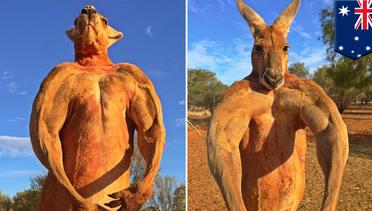 Roger si kanguru berotot meninggal di usia ke 12 - TomoNews