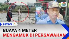 Buaya Teror Permukiman Warga, Dievakuasi Tim Rescue di Pangkep | Patroli