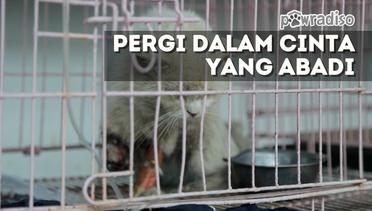 PAWRADISO: Penyelamatan Seekor Kucing Korban Penyiksaan