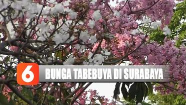 Surabaya Makin Cantik dengan Mekarnya Bunga Tabebuya - Liputan 6 Siang