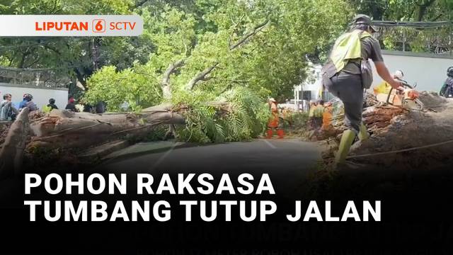 Pohon 17 Meter Tumbang Menutup Badan Jalan di Jaksel | Liputan 6