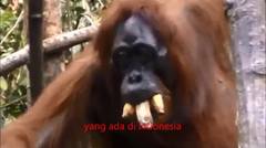Mengenal binatang Indonesia - lagu anak-anak bertema binatang 