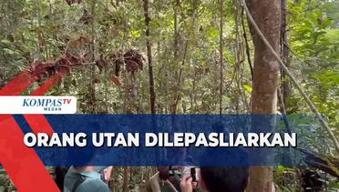 BBKSDA Sumut Lepasliarkan Orang Utan Sumatera di Suaka Margasatwa Siranggas