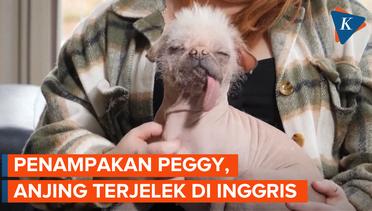 Berkenalan dengan Peggy, Anjing Terjelek di Inggris