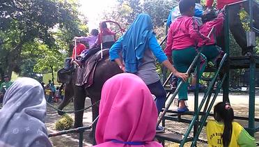 Wisata Kebun Binatang Surabaya,Naik Gajah 25 Ribu Per Orang #2