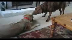 2 Pups Mainkan The Most Adorable Game Of Tug-Of-War. Tapi Tonton The Dog On The Left… HILARIOUS!