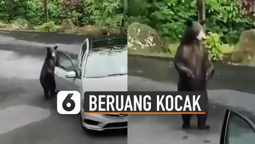 Kocak Beruang Buka Pintu Mobil di Pinggir Jalan, Ekspresinya Bikin Ngakak