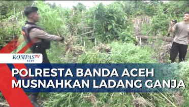 Hadirkan Tersangka Polresta Banda Aceh Musnahkan Ladang Ganja