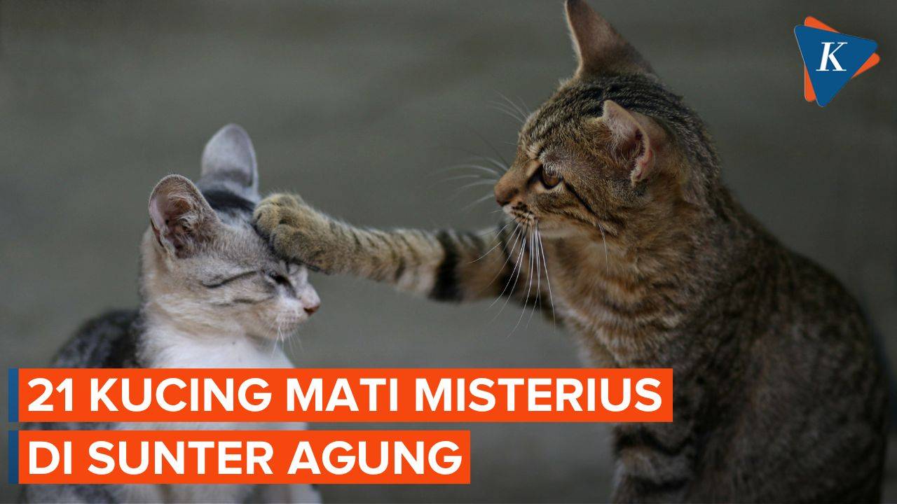 21 Kucing Mati Mendadak dalam 10 Hari di Sunter, Ada Apa? - Kompascom