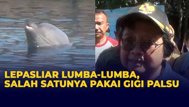 3 Lumba-lumba di Bali Dilepasliarkan, Salah Satunya Gunakan Gigi Palsu