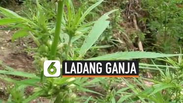 Pengungkapan 8 Hektare Ladang Ganja di Sumatera Utara