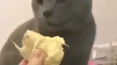 kucing nggak tahan bau durian